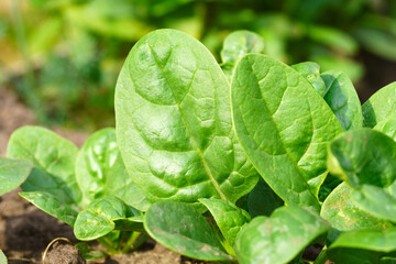 Harvested green spinach leaves, healthy vegetable food for low carb or low fat diet, cooking concept.