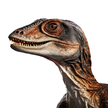 Close up of velociraptor dinosaur isolated on white or transparent background