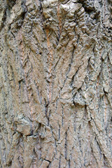 Texture of tree bark