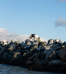 Two birds taking off at the same time