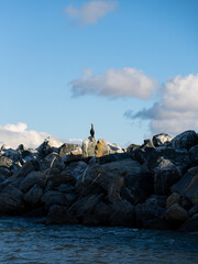 Bird standing on rocks in the sun