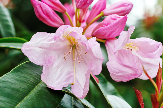 The bright pink flowers are blooming in spring.