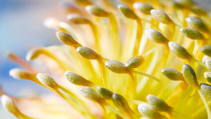 Close-up of a beautiful flower 