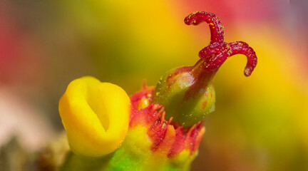 Close-up of a beautiful flower 