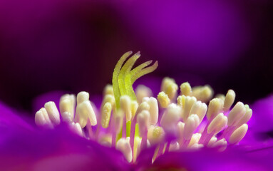 Close-up of a beautiful flower 