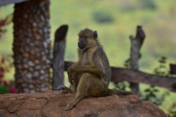 A baboon monkey sits on a rock in a national park in Kenya.