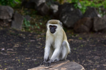 A small monkey in a national park in Kenya.