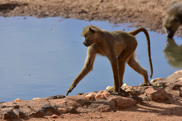 A young baboon walks on rocks at a watering hole in a national park in Kenya.