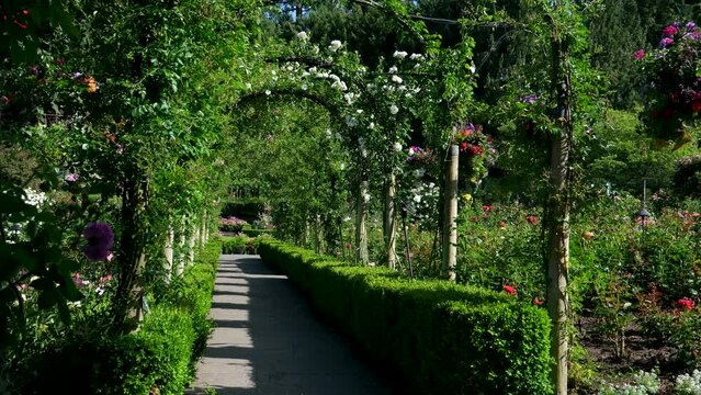 Rose garden The famous gardens of Butchert on Victoria Island. Canada. The Butchart Gardens