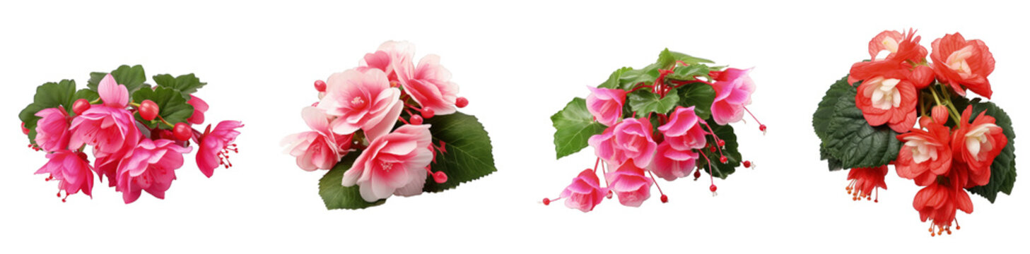 Set of vividly colored Begonia flower arrangements with pink blooms and green leaves on a transparent background