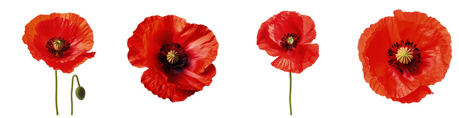 Collection of vibrant red poppy flowers in various stages of bloom isolated on a transparent background