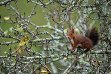 A European red squirrel eating buds on the branches of a pear tree
