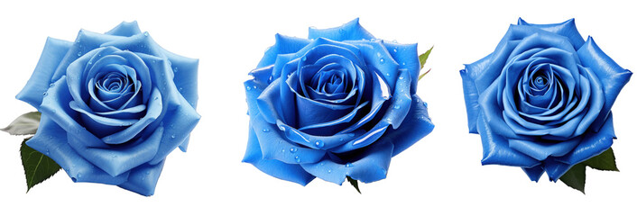 Set of  blue roses with water droplets on petals isolated on a transparent background