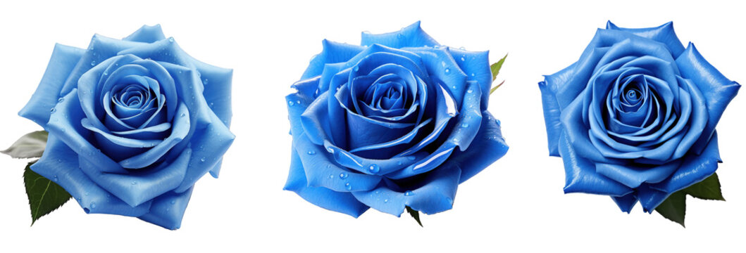 Set of  blue roses with water droplets on petals isolated on a transparent background