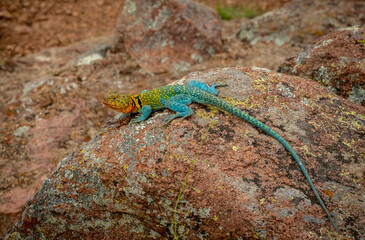 Mountain Boomer Lizard Sitting on Lichen Covered Rock