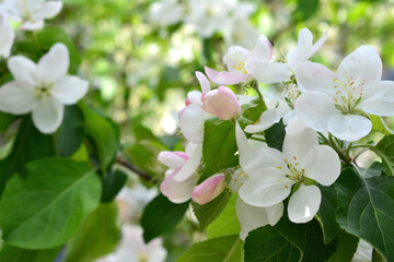 blooming apple garden with white and pink flowers wallpaper close up