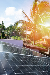 Saving money with solar plant energy theme