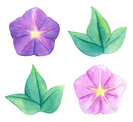 Watercolor purple and pink Morning Glory collection