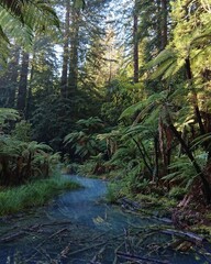 stream in the forest