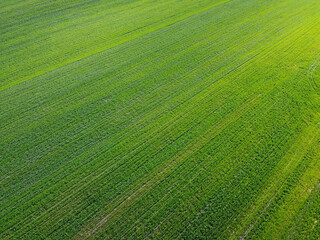 Green agricultural field, aerial view. Farmland landscape. Background.