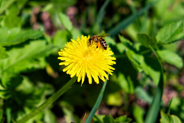 A bee is busily collecting pollen from a blooming dandelion flower in a field.