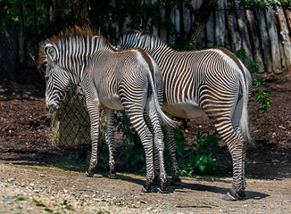 Fototapeta na wymiar Grevy`s zebras eating hay. Latin name - Equus grevyi 