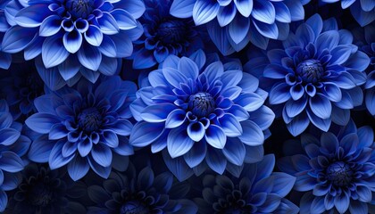 Floral background of voluminous cobalt blue flowers. - obrazy, fototapety, plakaty