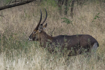 Portrait of a common waterbuck (Kobus ellipsiprymnus) walking through the grasslands of serengeti national park, tanzania.