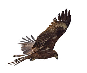 isolated on white large black kite in flight