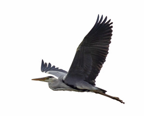 isolated large flying grey heron