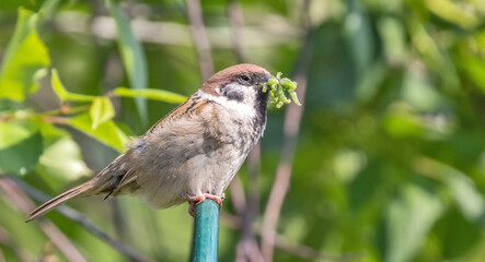 sparrow catching several green caterpillars