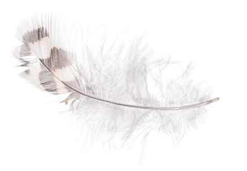 feather with dark and light brown stripes