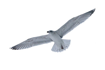 young European herring gull in free flight on white