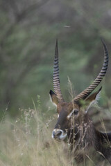 Portrait of a common waterbuck (Kobus ellipsiprymnus) walking through the grasslands of serengeti national park, tanzania.