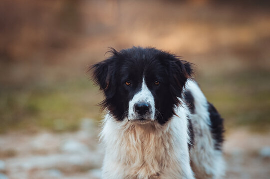 Portrait of a black and white shepherd dog