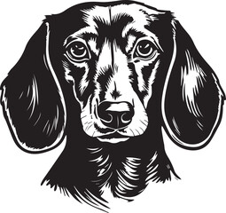 black and white dachshund dog face