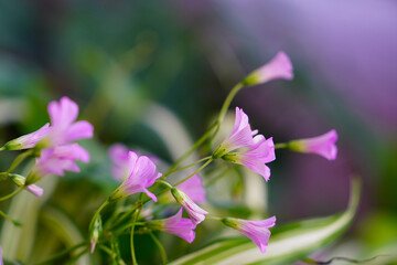 flowers in the garden