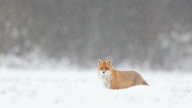 Fox Vulpes vulpes in winter scenery, Poland Europe, animal walking among snowy meadow snowstorm
