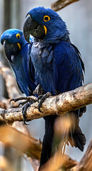 Hyacinth macaw on the branch. Latin name - Anodorhynchus hyacinthinus
