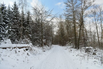 fields and forest in winter germany hessia