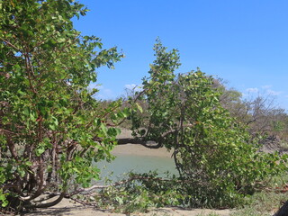 olive tree plantation