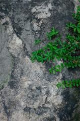 green moss on stone