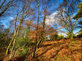 Tall trees at Woodbury Common in Devon