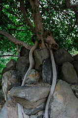 tree roots in the forest