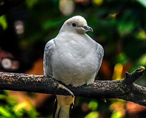 Pied imperial pigeons on the branch. Latin name - Ducula bicolor