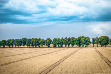 Rows of lush trees in the field serve as a windbreak and also as a boundary for farmers' farmland....