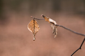 Braune vertrocknete buchenblätter am ast im Herbst