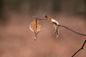 Braune vertrocknete buchenblätter am ast im Herbst