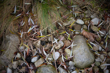 fallen leaves on rocks