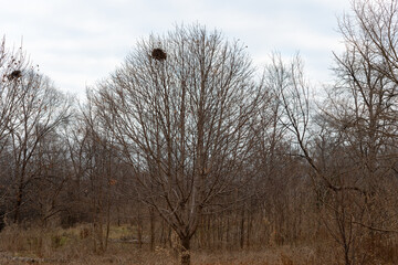 maple tree without leaves in a field
